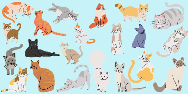 Mad Cat Teacher Lady Store